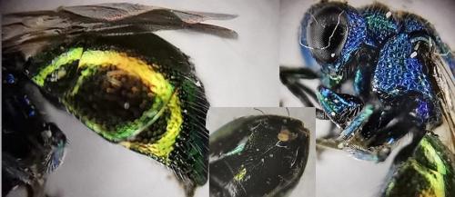 Pseudomalus auratus
